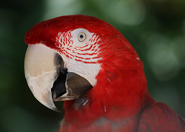 Red Macaw