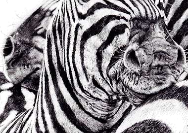 Zebras Crossing Muzzles