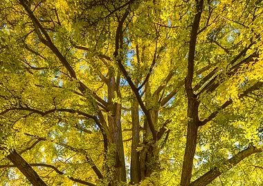 Ginkgo yellow tree