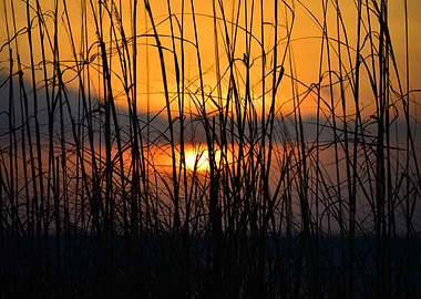 Sea oats at sunset