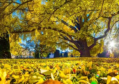 Ginkgo yellow tree
