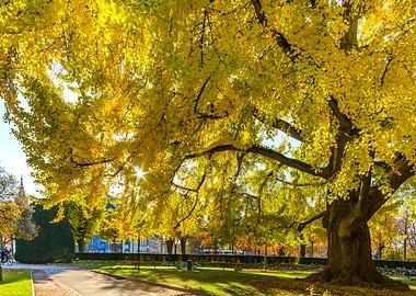 Ginkgo yellow tree