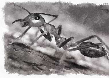 Ant Watercolor