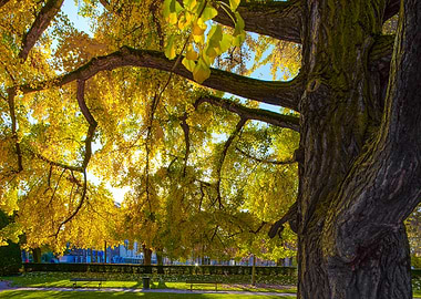 Ginkgo yellow tree