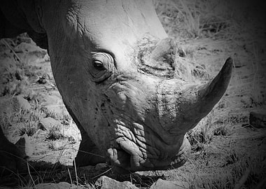 Rhino 6397 5600x4000 Big 5