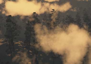 Pines through clouds