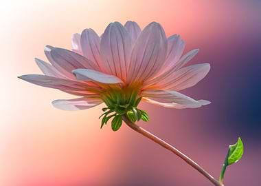 pink dahlia on texture