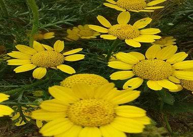 Yellow Flowers and Leaves