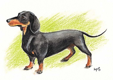 Dachshund