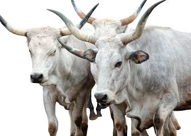 isolated cow on white