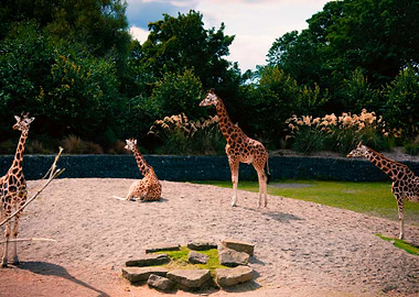 Giraffes