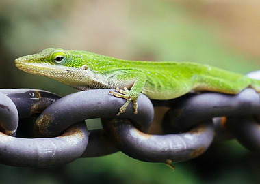 Anole on Chain