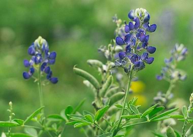 Bluebonnets