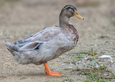 duck female on beach