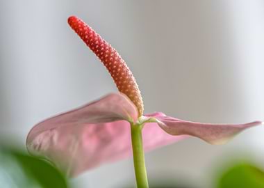 anthurium in the vase
