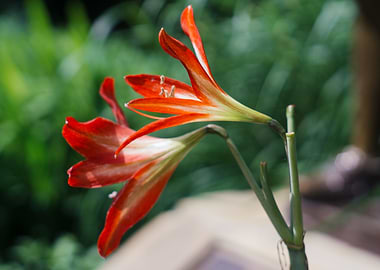 Red Lilies