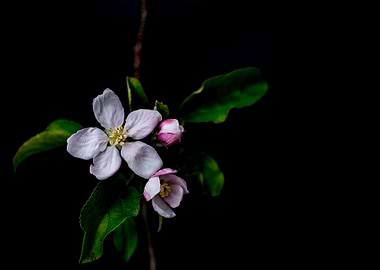 Apple blossom flowers