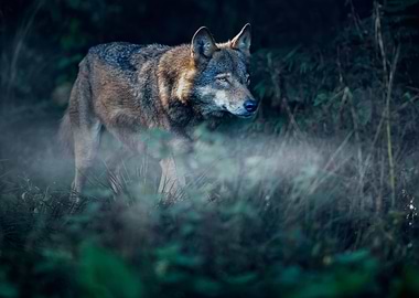 Wandering through the mist