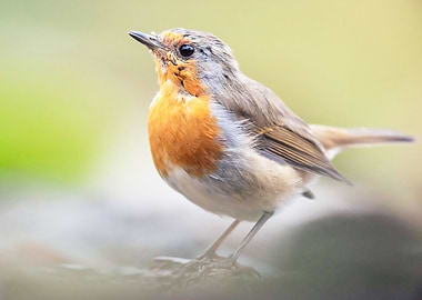 Grey orange and green