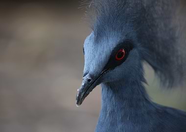 Victoria crowned pigeon