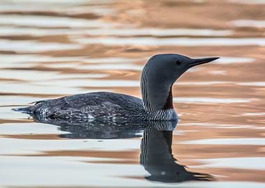 Red Throated Loon