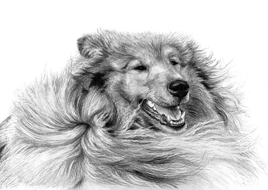 Collie
