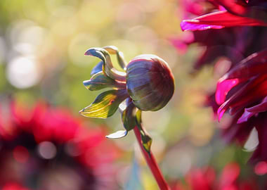 Budding octopus flower