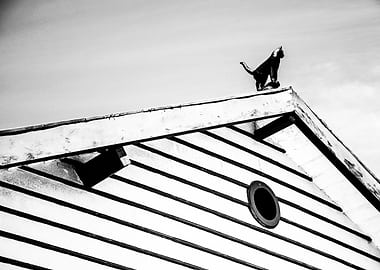 Cat on a Roof