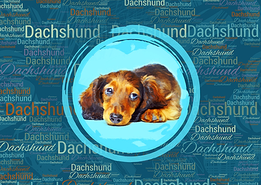 Dachshund Puppy