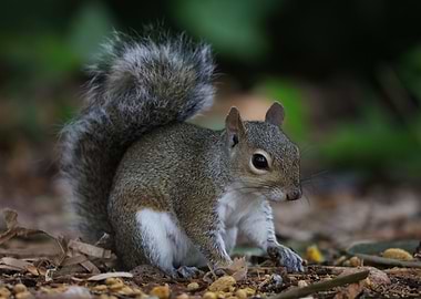 squirrel in forest