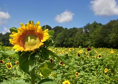 Sunflower Field