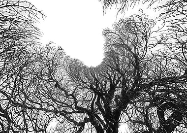 Black Skeleton Tree