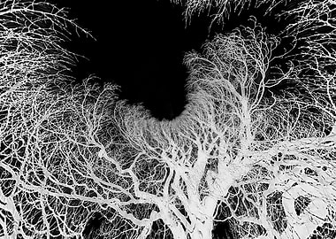 White Skeleton Tree