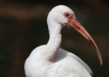 white Ibis