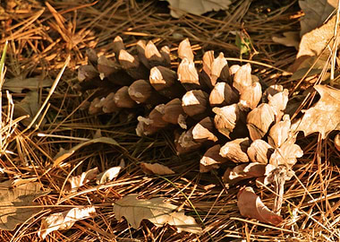 Conifer cone