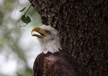 American Bald Eagle