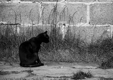 Black cat