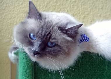 Chilling like a boss