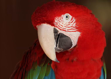 Scarlet Macaw