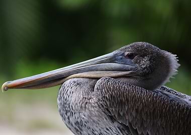Brown Pelican