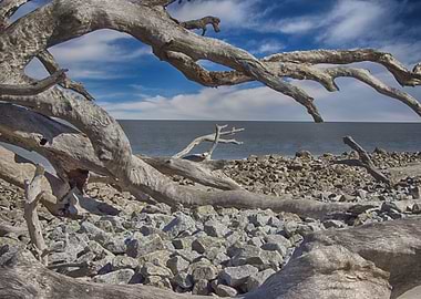 Driftwood Arch