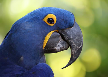 The hyacinth macaw