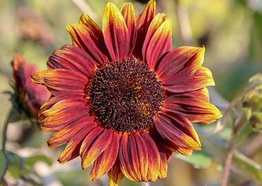 Flower in red and yellow