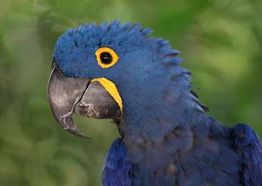 The hyacinth macaw