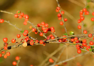 Little red round things