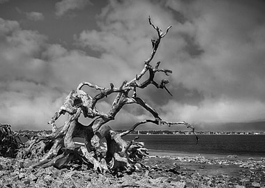 Driftwood 3
