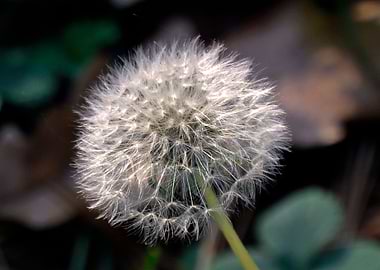 Dandelion