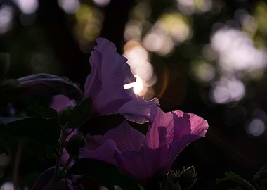 Like a pearl like a sun