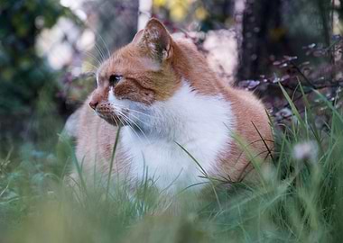 Cat in grass