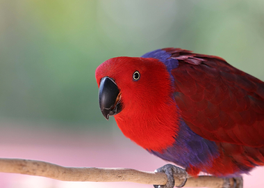 Eclectus Parrot